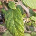 Rubus ulmifolius Blatt