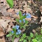 Myosotis sylvaticaFleur