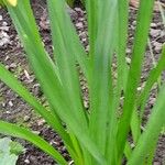 Narcissus cyclamineus Yaprak
