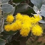 Acacia podalyriifolia Flor