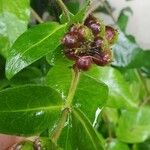 Lonicera periclymenum果實