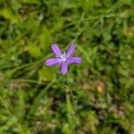 Triodanis perfoliata Flor