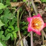 Stictocardia tiliifolia Fleur