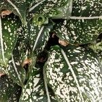 Aglaonema costatum Blatt