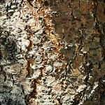Pseudotsuga menziesii Kéreg/szár