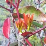 Cunonia macrophylla Φύλλο