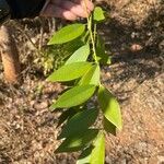 Gliricidia sepium Leaf