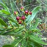 Hypericum sphaerocarpum Плод