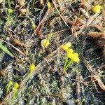 Utricularia gibba Levél