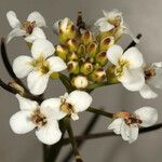 Nasturtium microphyllum फूल