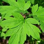 Lamprocapnos spectabilis Blatt