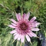 Tragopogon porrifoliusFloare