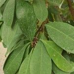 Ficus cyathistipula Frunză