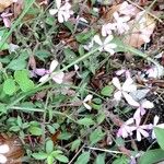 Saponaria ocymoides Hábitos