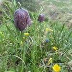 Fritillaria tubaeformis Õis