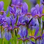 Iris sibirica ফুল