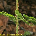 Dryopteris remota Övriga