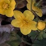 Waldsteinia ternata Çiçek