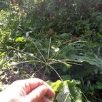 Digitaria sanguinalis Flor