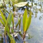 Sagittaria lancifolia Blad