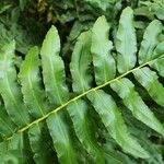 Blechnum cordatum ഇല