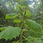 Girardinia diversifolia Habitus