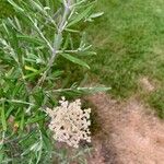 Buddleja saligna Flower