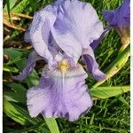 Iris pallida Květ