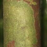 Pouteria reticulata Corteza