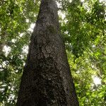 Tetraberlinia bifoliolata Rinde