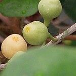 Ficus deltoidea Fruchs