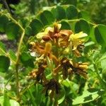 Guilandina bonduc Floro