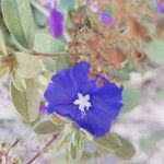 Evolvulus alsinoides Flower