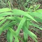 Brachypodium retusum Blad