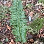 Polystichum lonchitisLevél