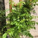 Campsis radicans Leaf