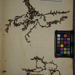 Polygonum raii その他の提案