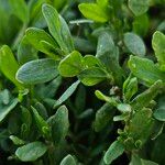 Polygonum arenastrum Leaf