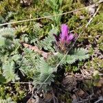 Astragalus hypoglottis Bloem