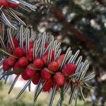 Abies alba Blüte