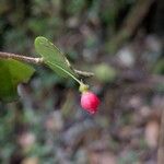 Sphyrospermum buxifolium Çiçek