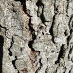 Abies alba Bark