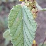 Waltheria indica Folla