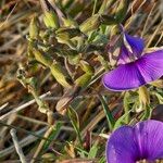 Vigna frutescens Blüte