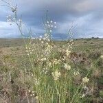 Gomphocarpus integer Flower
