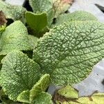 Borago officinalisFolha