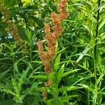 Rumex longifolius Habit