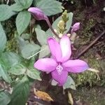 Pseuderanthemum cuspidatum Flower