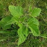 Physalis heterophylla Foglia