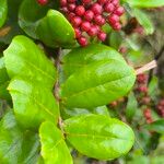 Psorospermum febrifugum Blatt